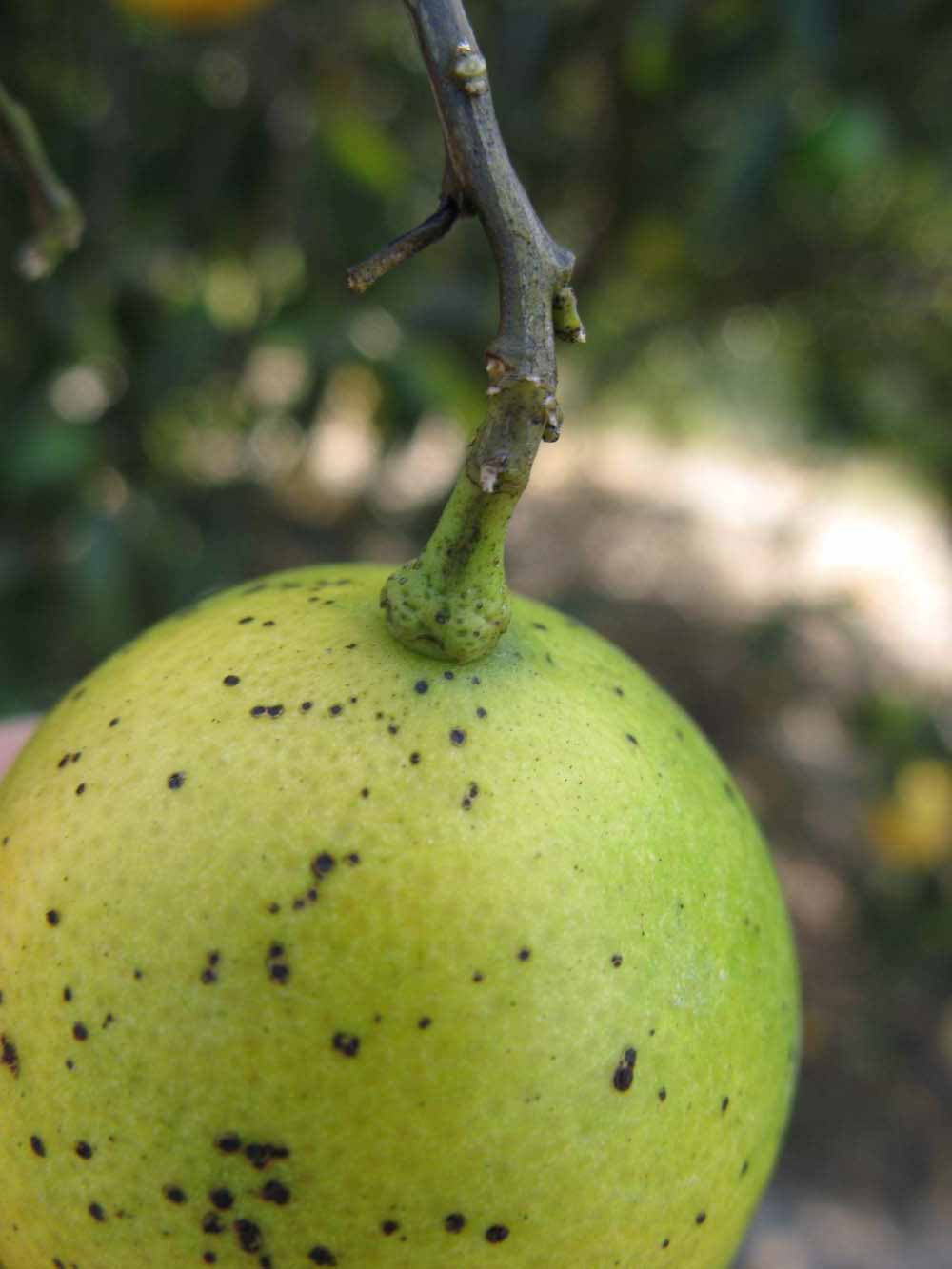              Fruit (Winter Haven, FL)       